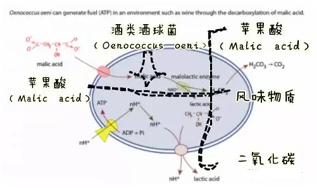 葡萄酒